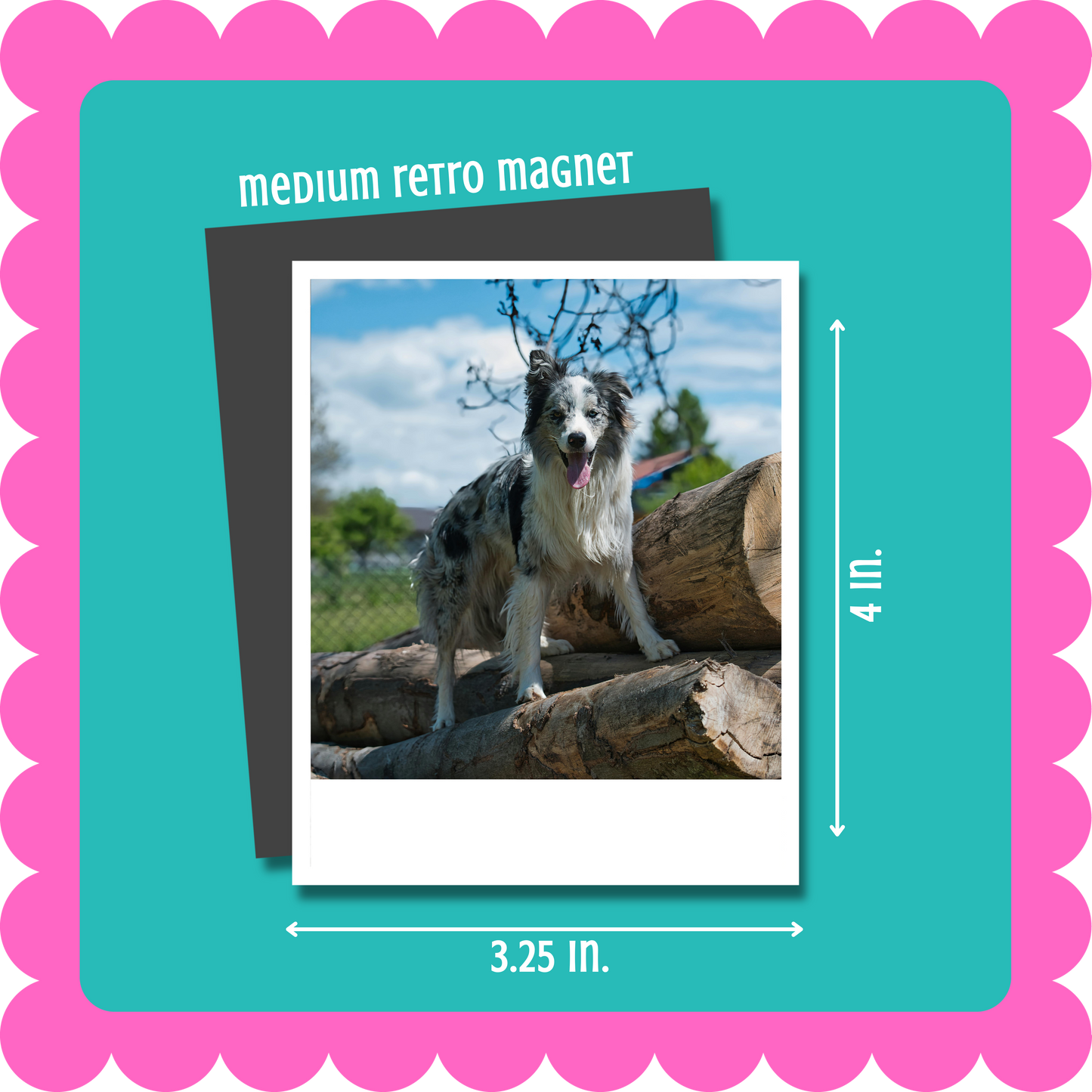 Vintage Retro Polaroid-style custom photo magnet, flexible 2mm thick personalized fridge magnet with uploaded photo. Medium retro magnet with a dog on a log, shown with dimensions and a pink border.